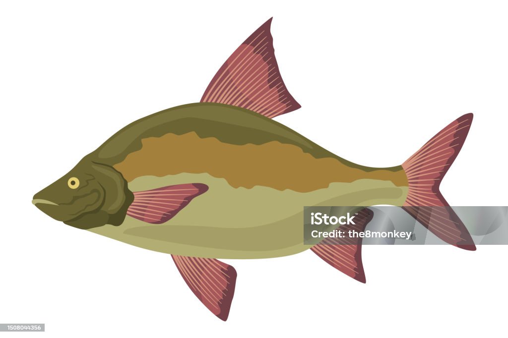 Fischsorten Oder Arten Süßwasserfisch Handgezeichnete Farbillustration Von Binnenfischen ...