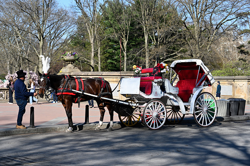 A horse drawn carriage along the street in Williamsburg in the Fall.