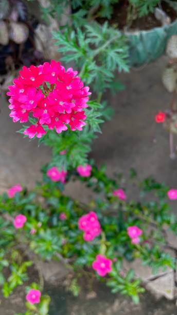 istock Flower in the field 1508068829