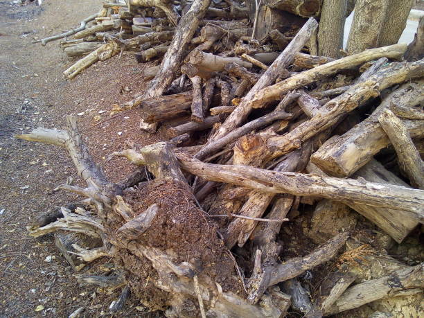 istock Wood logs pile in the garden. 1508077218