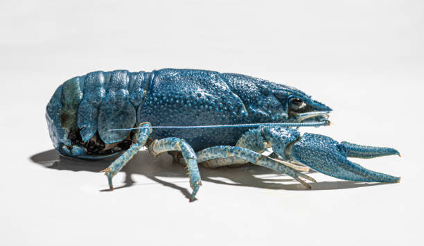 istock rare blue crayfish isolated on white background 1508091444