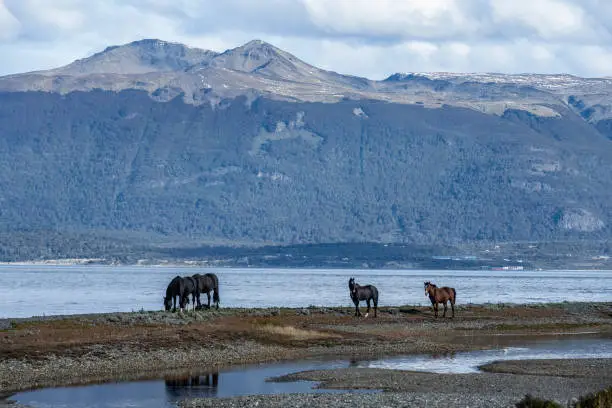 Horses in Puerto Almanza, Tierra del Fuego, Argentina.