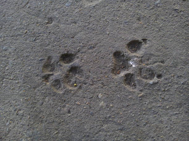 istock Top view of dog footprints on concrete floor texture background. 1508139541