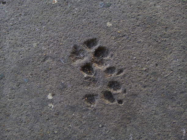 istock Top view of dog footprints on concrete floor texture background. 1508139549