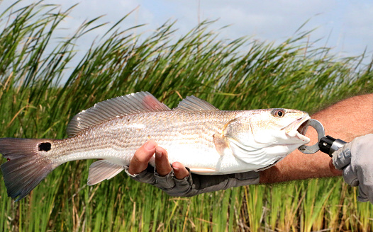 a fisherman holding up a redfish he just caught