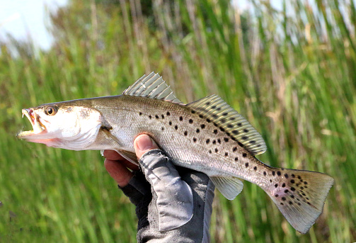 a fisherman holding a small speckled trout