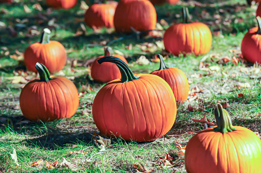 Bunch of large pumpkins on the grass. Pumpkin harvest. Not AI. Conceptual image for autumn storytelling.