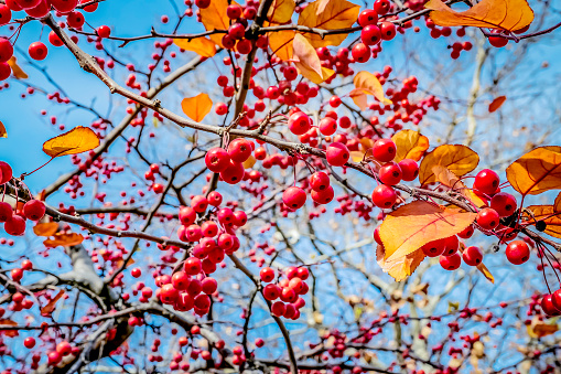 Tree with winter red berry on clear sky day. Hanging. Not AI