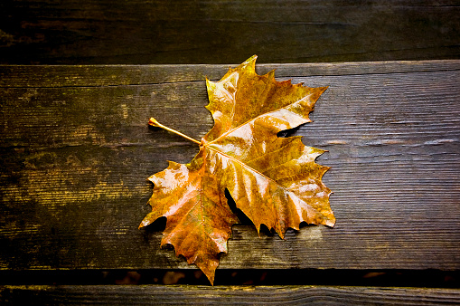 Wet autumn maple leaf