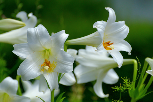 Lilium longiflorum, commonly known as trumpet lily, and also called the Easter lily, features large, fragrant, outward-facing, trumpet-shaped, pure white flowers that bloom in June-August (Easter lilies that are in bloom on Easter have been forced) on rigid stems rising 24-36