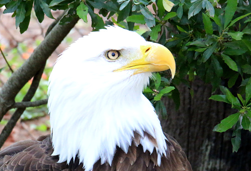 a bald eagle's profile in closeup