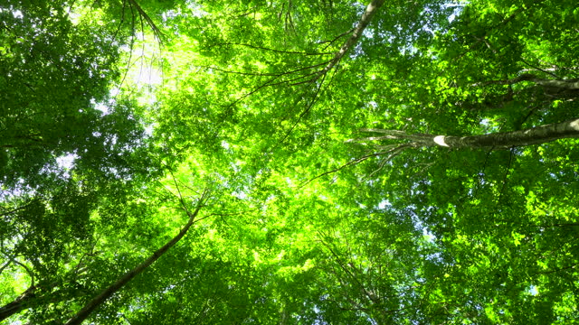 Fresh green beech forest in spring / Tsuta Onsen, Aomori
