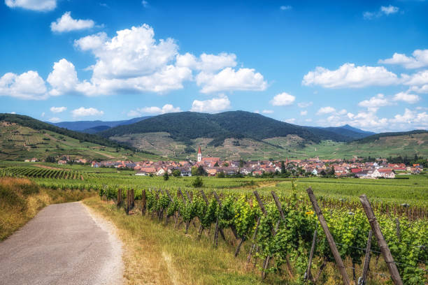 istock Ammerschwihr alsatian vineyards 1508198513