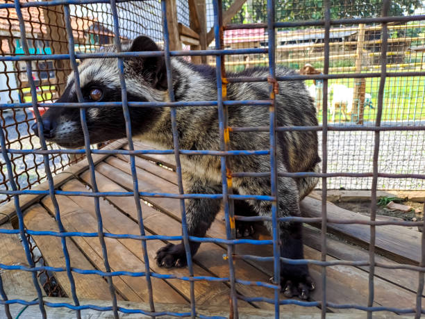 istock Civet cat (civettictis civetta) in the cage 1508207510