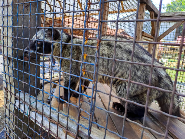 istock Civet cat (civettictis civetta) in the cage 1508209046