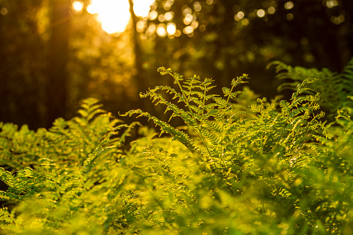 Fern at sunset in summer forest. Nature background with fern in forest.