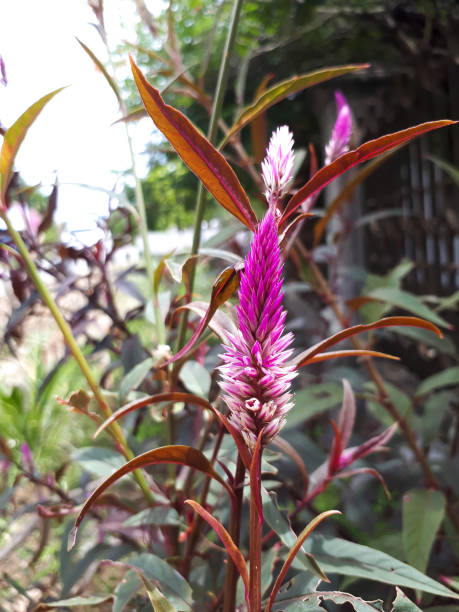 istock Beautiful Purple Celosia Flower 1508224988