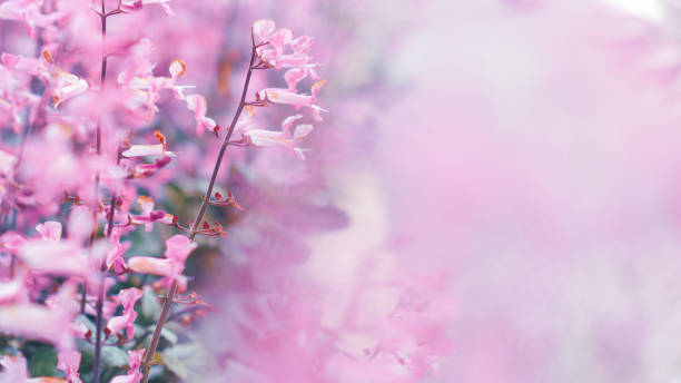 istock Selective focus Floral sweet color flower with copy space background. 1508245997