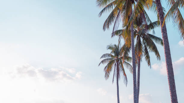 istock Tropical palm tree on blue sky with sun and cloud in summer background. 1508247054