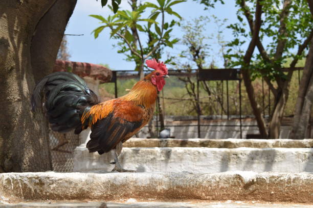 istock Bantam rooster in a farm. 1508257153