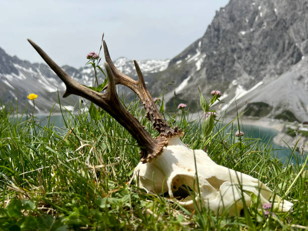 Roebuck antler in the high mountains of Montafon (Lake Lünersee, Vorarlberg). stock photo