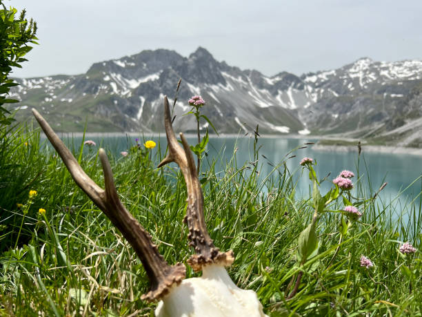 Roebuck antler in the high mountains of Montafon (Lake Lünersee, Vorarlberg). stock photo