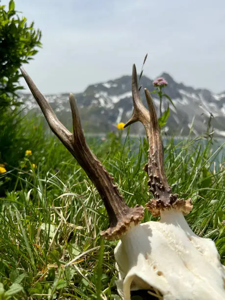 Still life of roebuck antlers in the high mountains of Montafon (Lake Lünersee, Vorarlberg). In the background the famous Rätikon Mountains, one of the most impressive alp regions of Austria and the European Alps.