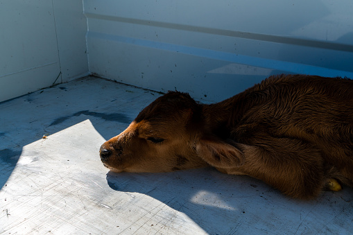 A tender scene unfolds as a newborn brown calf lies serenely in the back of a farm truck. Merely minutes old, the calf's arrival into the world took place in the sprawling expanse of a cow pasture just moments ago. Gently cradled in the truck, the farmer carefully transports the precious calf to a separate pen, where it will be nurtured and tended to. This includes providing nourishment and ensuring proper cleanliness. While temporarily separated from its mother, the calf's time in the pen is essential for its growth and development, until it gains the strength to walk unaided. Soon, the farmer will reunite the calf with its mother, where the bond between mother and newborn will continue to flourish.