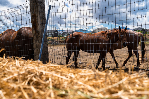 The animal pen on the farm serves as a haven for a group of horses. Surrounded by bales of hay and a reliable water trough, these magnificent creatures find nourishment and hydration. Their presence brings an aura of serenity and splendor, as they explore the space with their sleek bodies and flowing manes, creating a mesmerizing scene amidst the rustic surroundings.