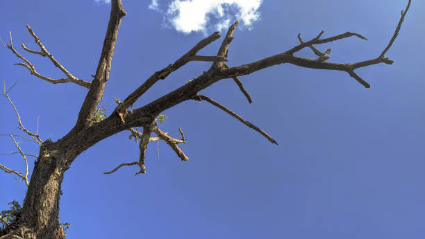 istock Aged dry tree branch against a clear blue sky background. 1508297933