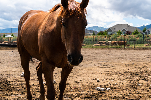 Within the confines of an animal pen on the farm, majestic horses roam freely, their presence emanating grace and strength. Surrounded by bales of hay and a sturdy water trough, they find solace and sustenance. The horses, with their sleek coats and flowing manes, create a captivating sight against the rustic backdrop of the farm.