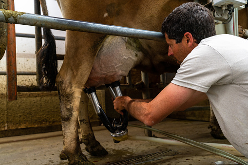Within the peaceful surroundings of his small organic dairy, a middle-aged dairy farmer, tall and slender, meticulously tends to his tasks. Donning a white t-shirt and jeans, his dark hair gradually turning grey, he efficiently utilizes automated milkers on his contented dairy cows. In the well-organized milking room, the cows trot in happily one after another, showcasing the farmer's dedication to their well-being and the smooth functioning of his organic dairy farm. Within the confines of a small-scale organic dairy enterprise, a diligent, mid-forties farmer of tall, slender build oversees operations. The utilization of automated milkers prompts the dairy cows to trot in happily, recognizing their respective turns in the milking room. Sporting a white t-shirt and jeans, the farmer, his dark but greying hair a mark of experience, dedicates himself to the seamless progression of the cows as they cycle through the narrow space. Guiding his small organic dairy towards success, a tall, slender farmer in his mid-forties diligently manages the daily affairs. With automated milkers streamlining the process, the dairy cows merrily enter the milking room, aware of their individual turns. Dressed in a white t-shirt and jeans, the farmer, his hair dark but showing signs of greying, works meticulously as the cows cycle through the confined milking room.