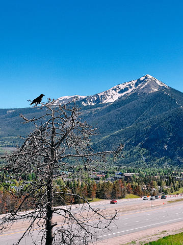 A Crow Perched on a Dead Tree with Interstate 70 and Colorado's Tenmile Peak in the Background