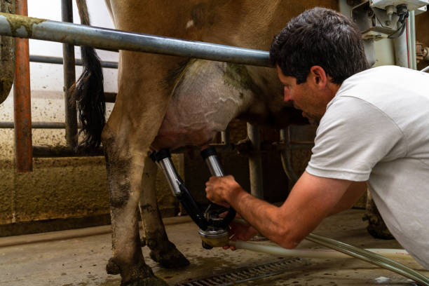 istock In his mid-forties, a dairy farmer operates a small organic dairy. The diligent farmer with dark but greying hair skillfully utilizes automated milkers while the contented dairy cows trot into the narrow milking room. 1508306071