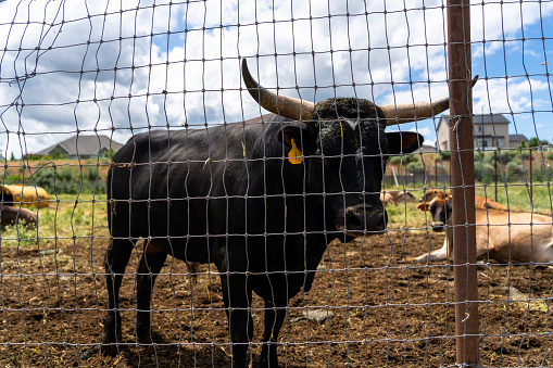 Within the expansive dairy farm, a commanding figure stands tall—a majestic black bull. As the farm's prized stud, he exudes an air of authority and power. His ebony coat glistens in the sunlight, a testament to his strength and dominance. Held within the secure confines of the animal pen, the bull remains cautious, ever watchful of his surroundings. His eyes, sharp and vigilant, scan the surroundings, demonstrating his innate protectiveness. The bull's presence is formidable, yet there is a sense of grace in his movements, a balance between raw power and controlled poise. As the cornerstone of the farm's breeding program, he symbolizes both the promise of future generations and the legacy of his lineage.