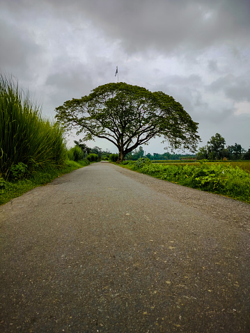 Village Banyan Tree Head beside the road.