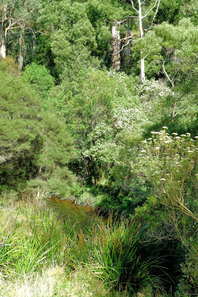 istock Kurumburra,  Victoria,  Australia 1508312862