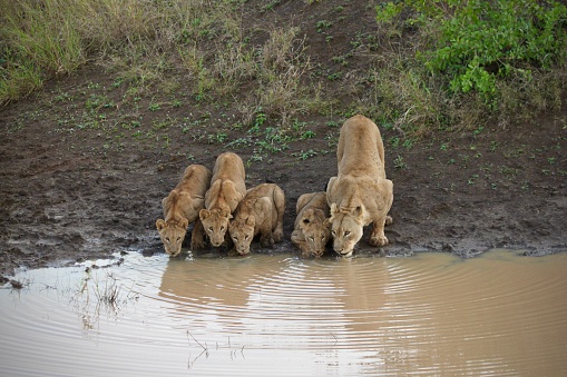 Majestic lion family drinks at a watering hole