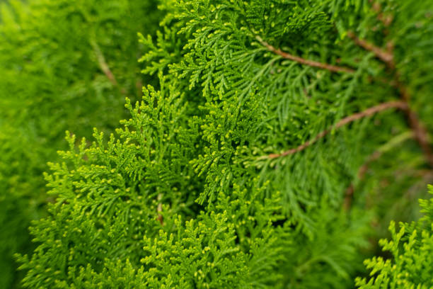 Closeup of cypress tree branch in the hedge in garden. Green leaves background, fresh summer cypress leaves. Texture of Pine branch. Closeup of cypress tree branch in the hedge in garden. Green leaves background, fresh summer cypress leaves. Texture of Pine branch. chinese arborvitae stock pictures, royalty-free photos & images