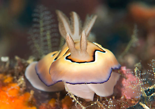 Co's  nudibranch stock photo