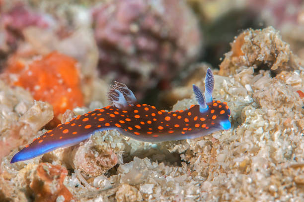Colorful nudibranch sea slugs on a coral reef stock photo