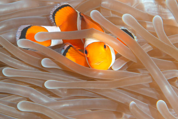 Clownfish anemonefish in tropical saltwater coral garden Amphiprion percula Indonesia