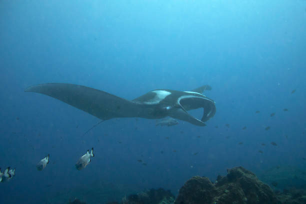 istock Giant Oceanic Manta 1508352133