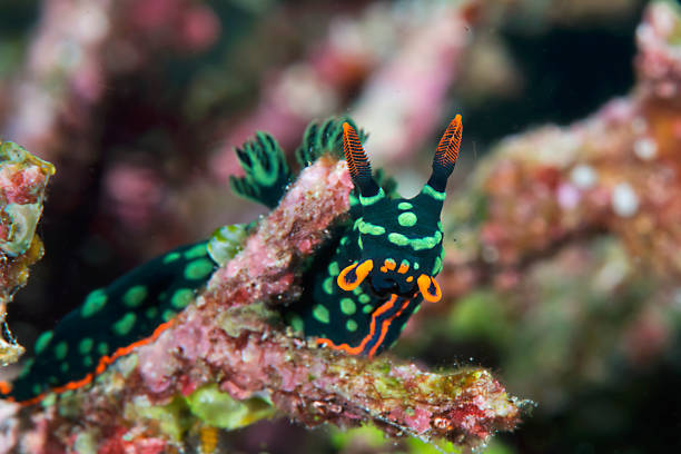 Nudibranch   crawls on corals stock photo