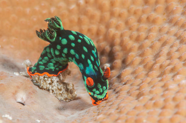 Nudibranch   crawls on corals stock photo