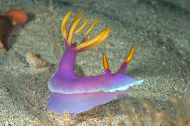 Colorful Nudibranch on coral stock photo