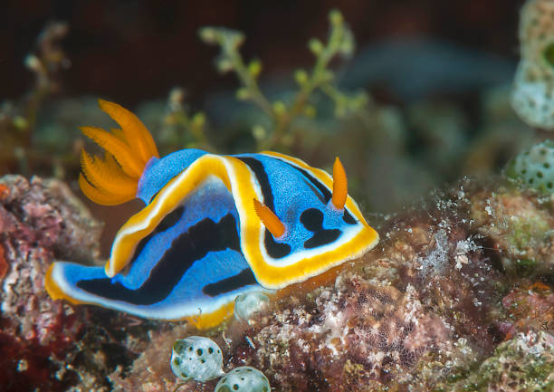 istock Colorful nudibranch on coral 1508364392