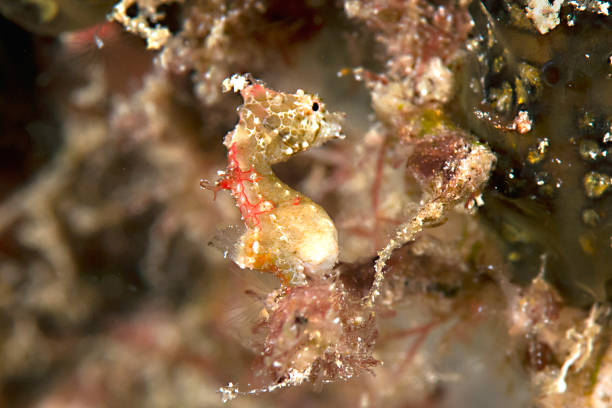 istock Pontoh's  seahorse among corals 1508364413