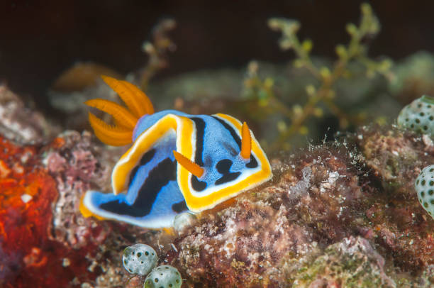 istock Colorful nudibranch on coral 1508364414
