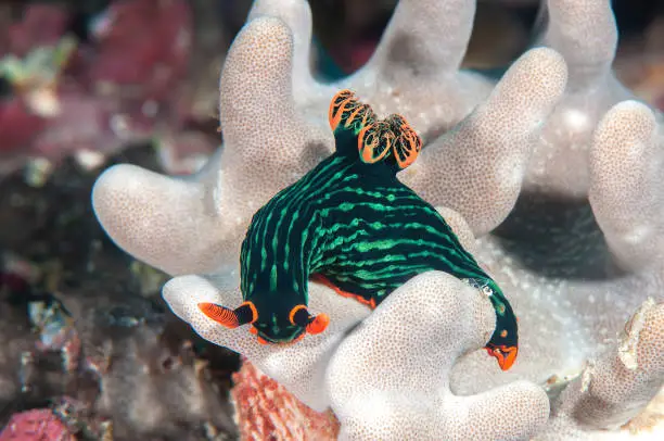 Closeup of a  brightly colored Nudibranch crawling  on corals